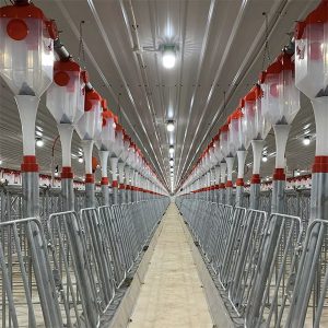 automatický systém krmení prasat pomocí řetězového dopravníku
